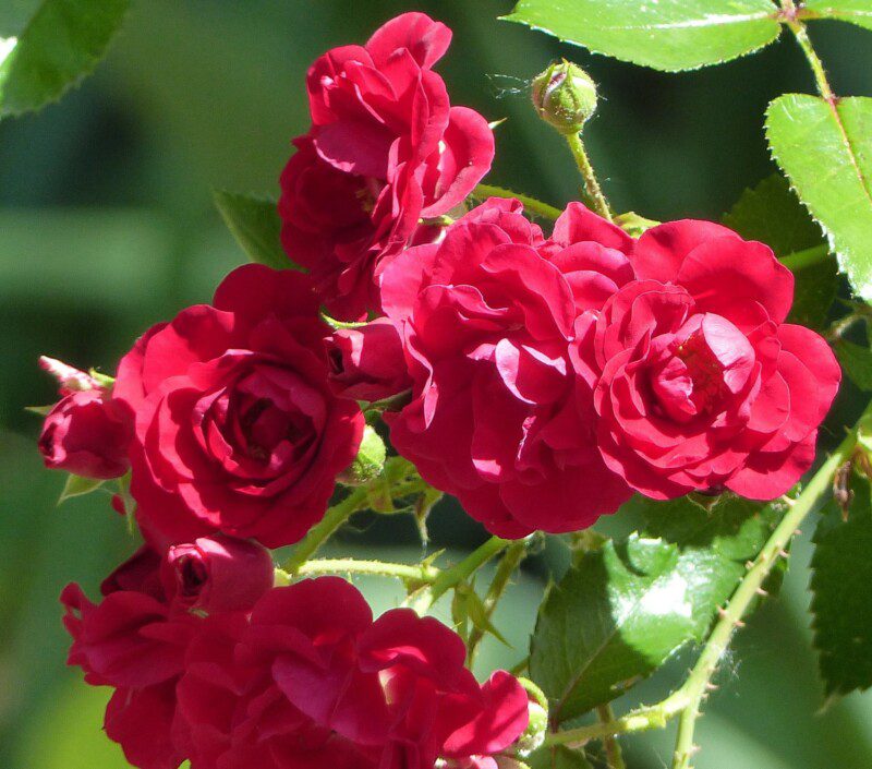 rosa meidiland knoch out pink paesaggistica 3 rosa meidiland knoch out pink paesaggistica 3