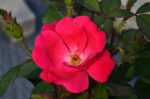 rosa meidiland knoch out red paesaggistica 1