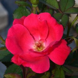 rosa meidiland knoch out red paesaggistica 1