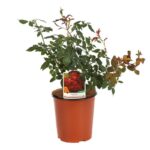 rosa meidiland knoch out red paesaggistica
