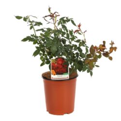 rosa meidiland knoch out red paesaggistica
