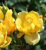 rosa meidiland knoch out sunny paesaggistica 1