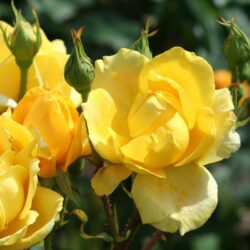 rosa meidiland knoch out sunny paesaggistica 1