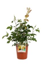 rosa meidiland knoch out sunny paesaggistica