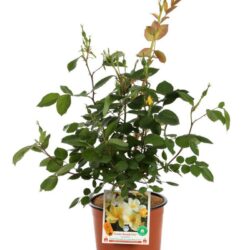 rosa meidiland knoch out sunny paesaggistica
