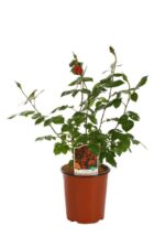 rosa meidiland sevillana paesaggistica 1