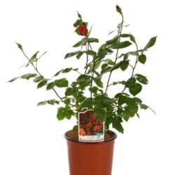 rosa meidiland sevillana paesaggistica 1