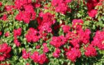 rosa meidiland sevillana paesaggistica