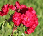 rosa meidiland sevillana paesaggistica 2