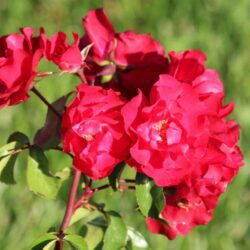 rosa meidiland sevillana paesaggistica 2