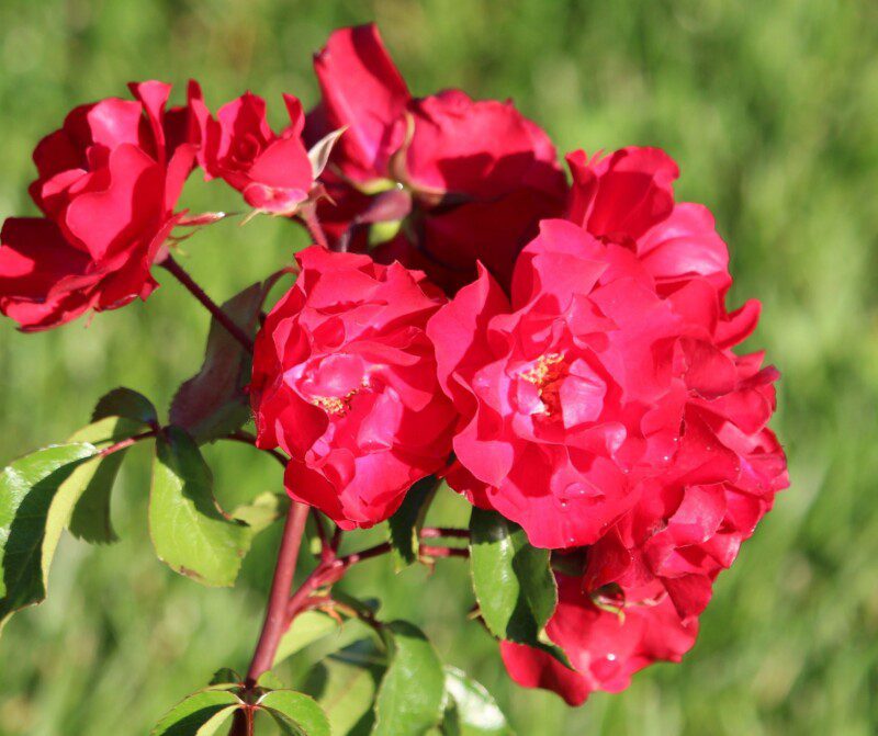 rosa meidiland sevillana paesaggistica 2 rosa meidiland sevillana paesaggistica 2