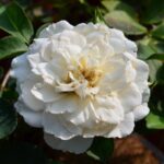 rosa meidiland white paesaggistica 1