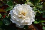 rosa meidiland white paesaggistica 1
