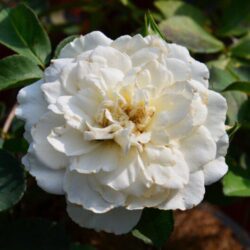 rosa meidiland white paesaggistica 1