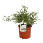 rosa meidiland white paesaggistica