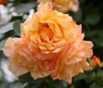 rosa michka rampicante 1