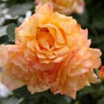 rosa michka rampicante 1