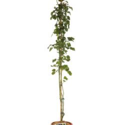 rosa michka rampicante