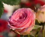 rosa mini eden rose rampicante 1