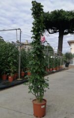 rosa mini eden rose rampicante