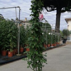 rosa mini eden rose rampicante