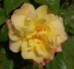 rosa moonlight rampicante 1