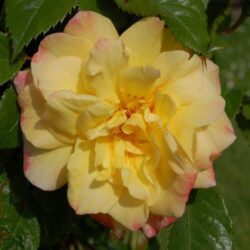 rosa moonlight rampicante 1