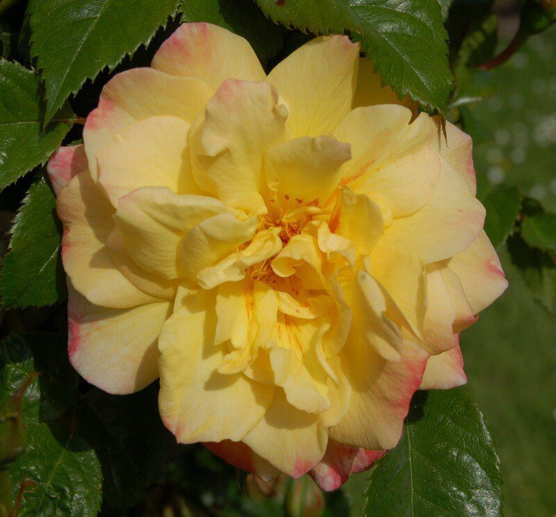 rosa moonlight rampicante 1 rosa moonlight rampicante 1