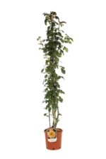 rosa moonlight rampicante