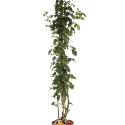 rosa moonlight rampicante