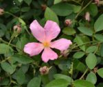 rosa mutabilis sanguinea 1