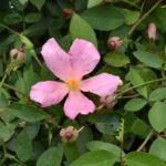rosa mutabilis sanguinea 1