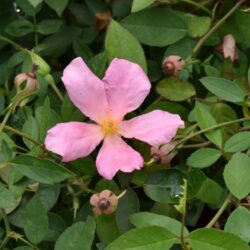 rosa mutabilis sanguinea 1