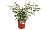 rosa mutabilis sanguinea