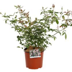 rosa mutabilis sanguinea