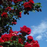 rosa naheglut rampicante 1
