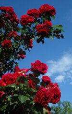 rosa naheglut rampicante 1