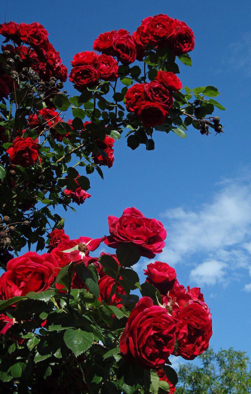 rosa naheglut rampicante 1 rosa naheglut rampicante 1