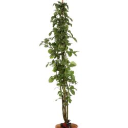 rosa naheglut rampicante