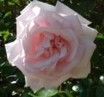rosa new dawn rampicante 1