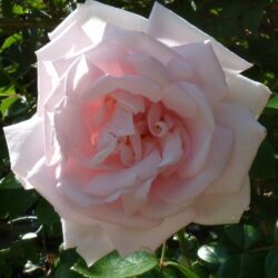 rosa new dawn rampicante 1