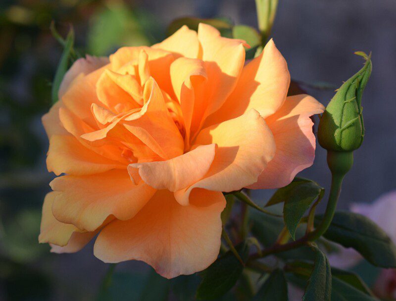 rosa orange dawn rampicante 1 rosa orange dawn rampicante 1