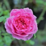 rosa ozeana rampicante