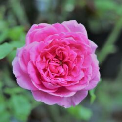 rosa ozeana rampicante
