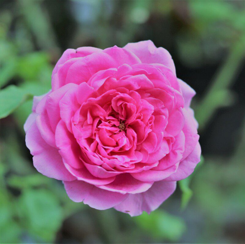 rosa ozeana rampicante rosa ozeana rampicante