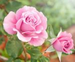 rosa pallida alberello 1