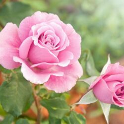 rosa pallida alberello 1