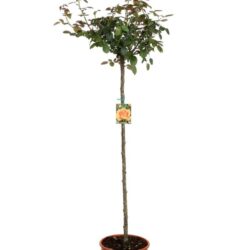 rosa pallida alberello