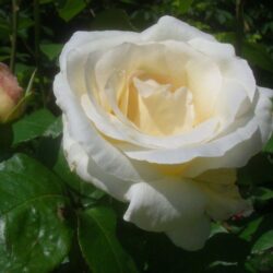 rosa pascali