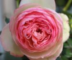rosa pierre de ronsard rampicante